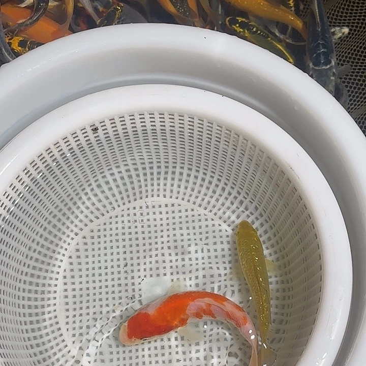 云***上海水锦鲤的故事是