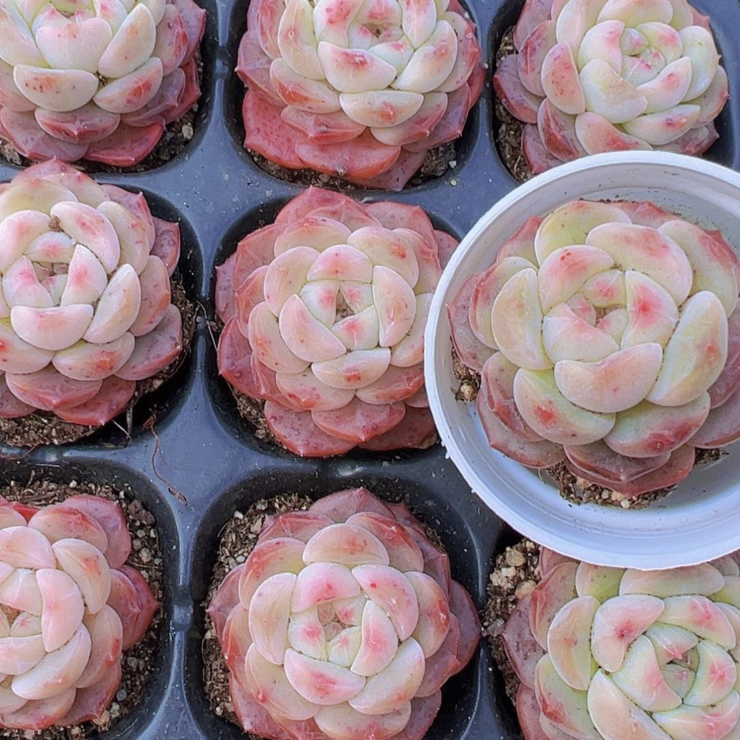 朱砂珍妮苗3颗19包邮