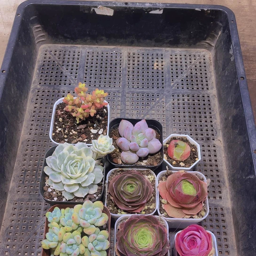 多肉339多肉植物