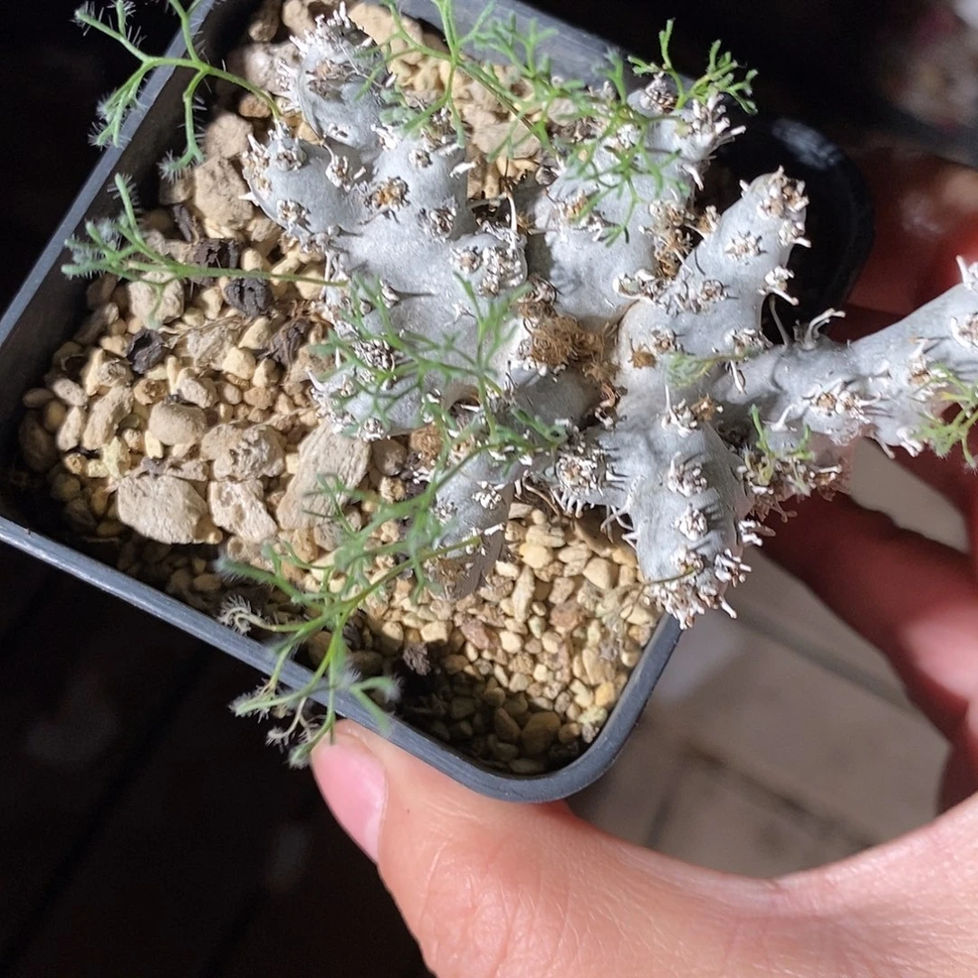 26377。   白皮越界。奇峰景。