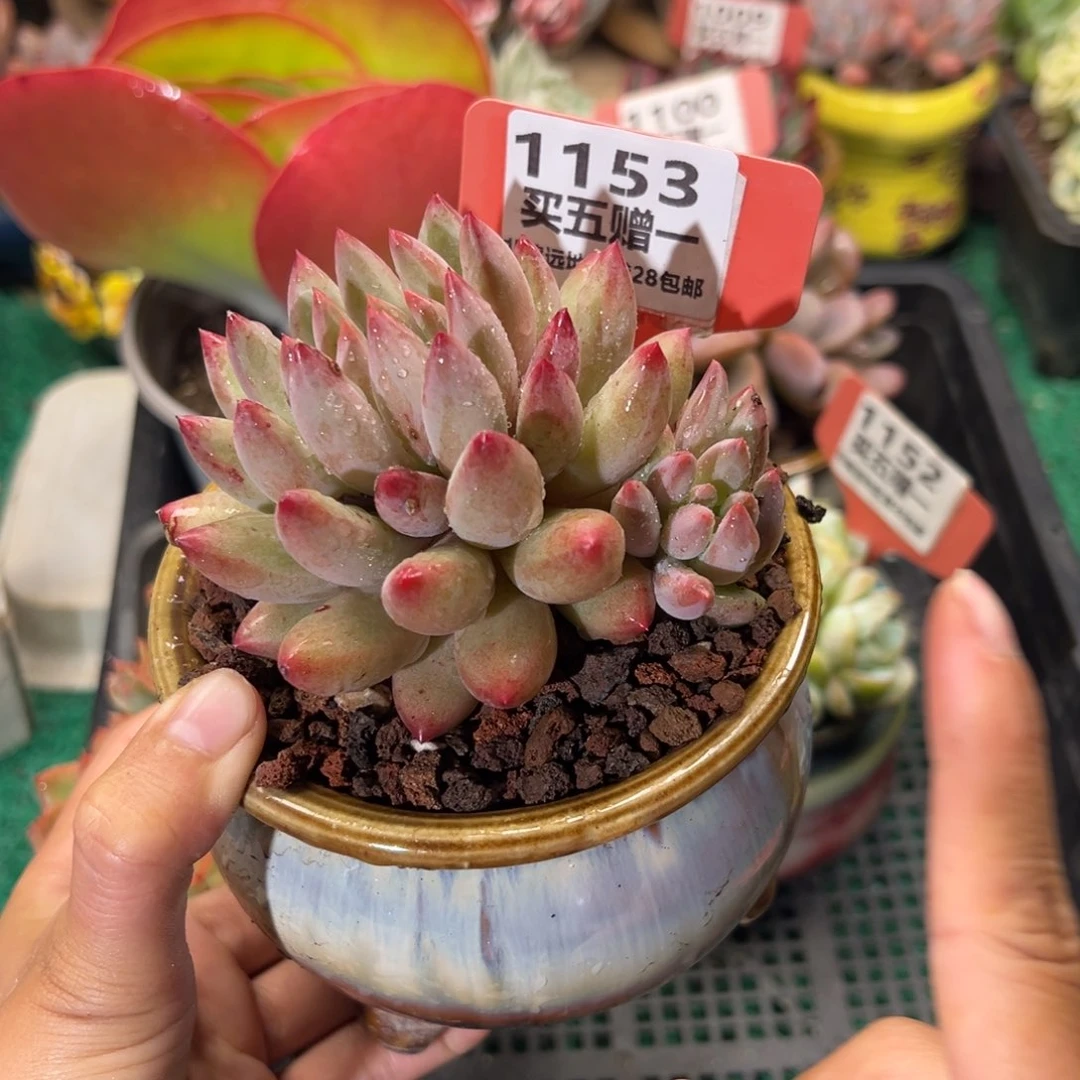 表妹精品多肉1153: