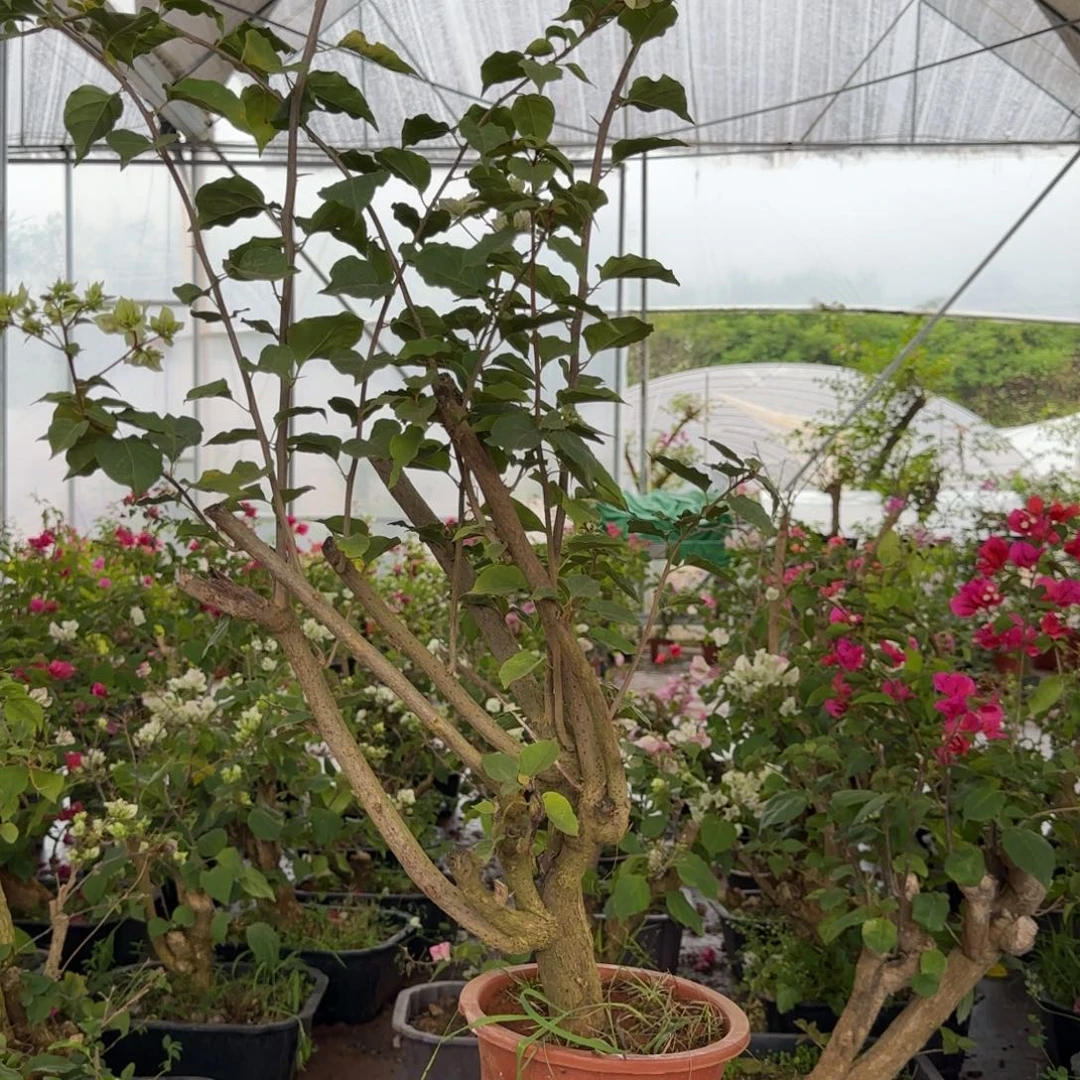 大部分花苞少量开放重瓣粉怡景1