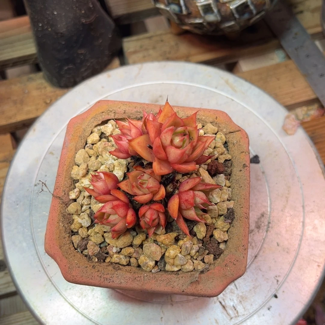 005多肉植物funvni