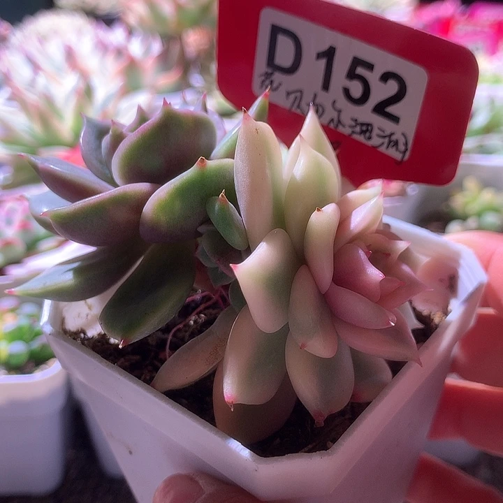 贝加尔湖花脸加覆轮锦