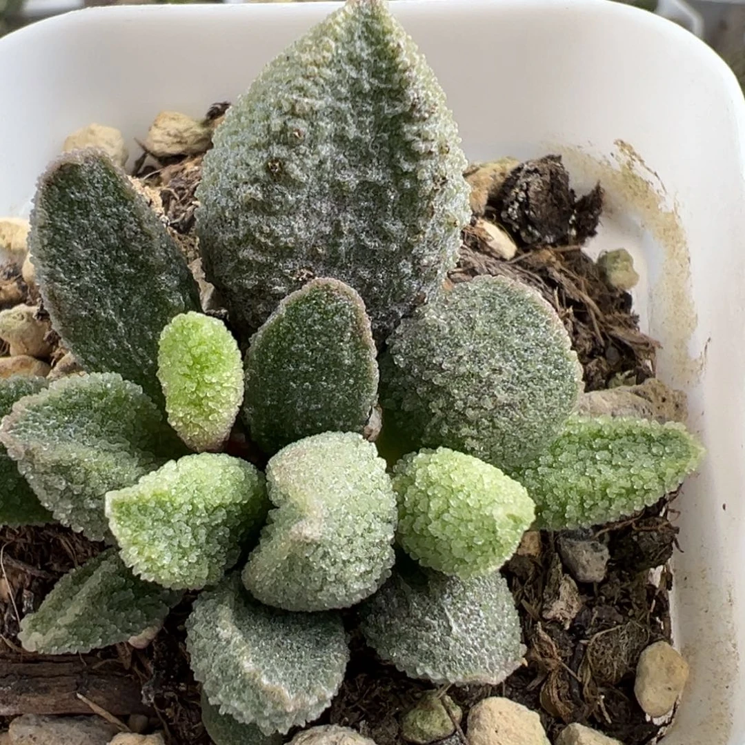 实生新品大苗多肉植物水泡