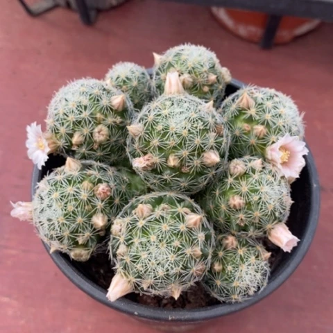 吉赛儿群7仙人球