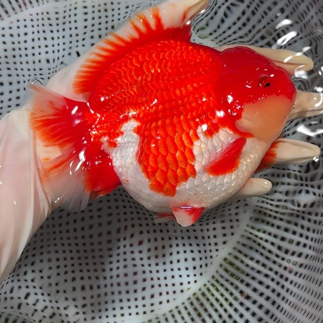 金鱼精品高货短尾将军狮子