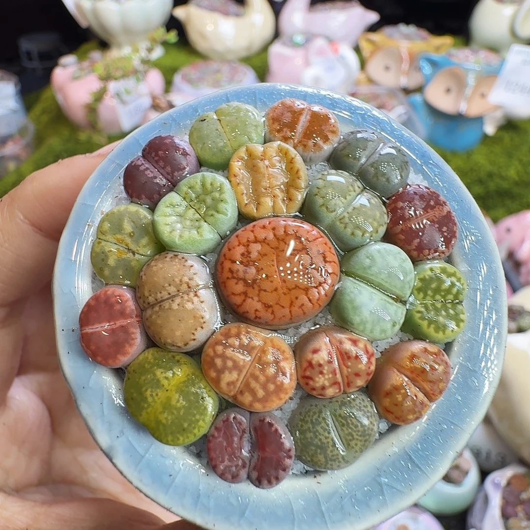 多肉植物福利冲1317