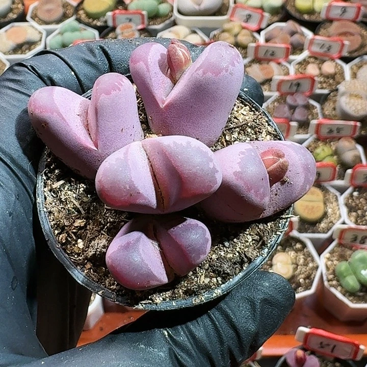 生石花12555。 527