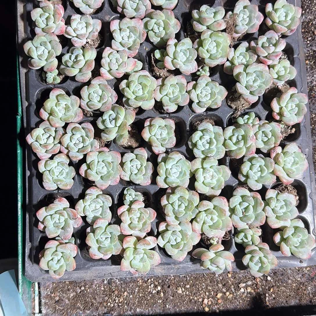 mei一物一拍专拍链接