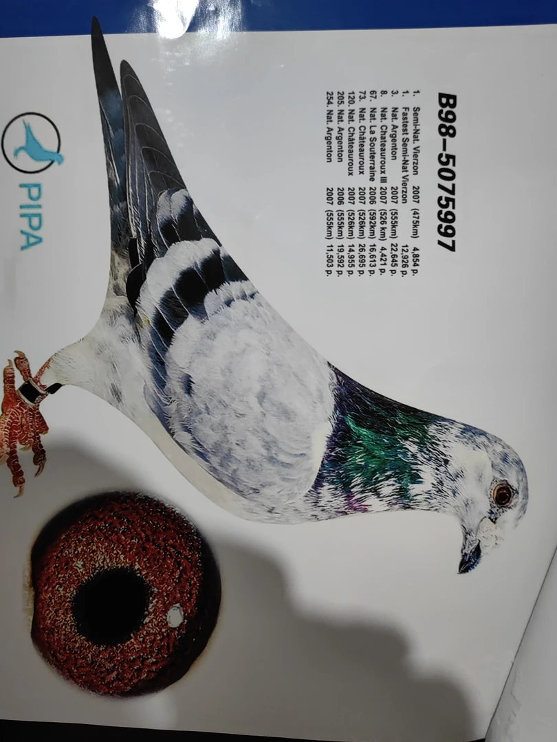 拍鸽子专用，保活，保真，不包邮，