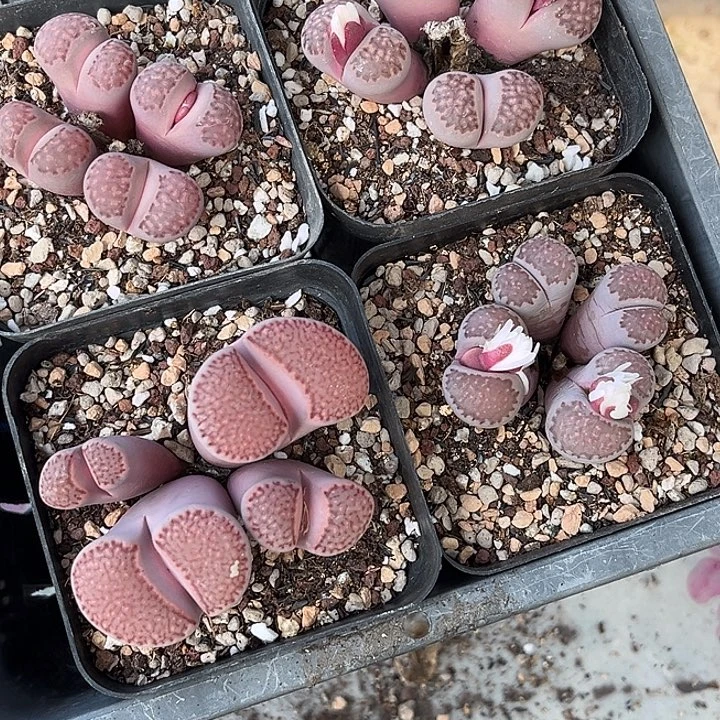 脱土发，满28包邮 紫色四颗四头