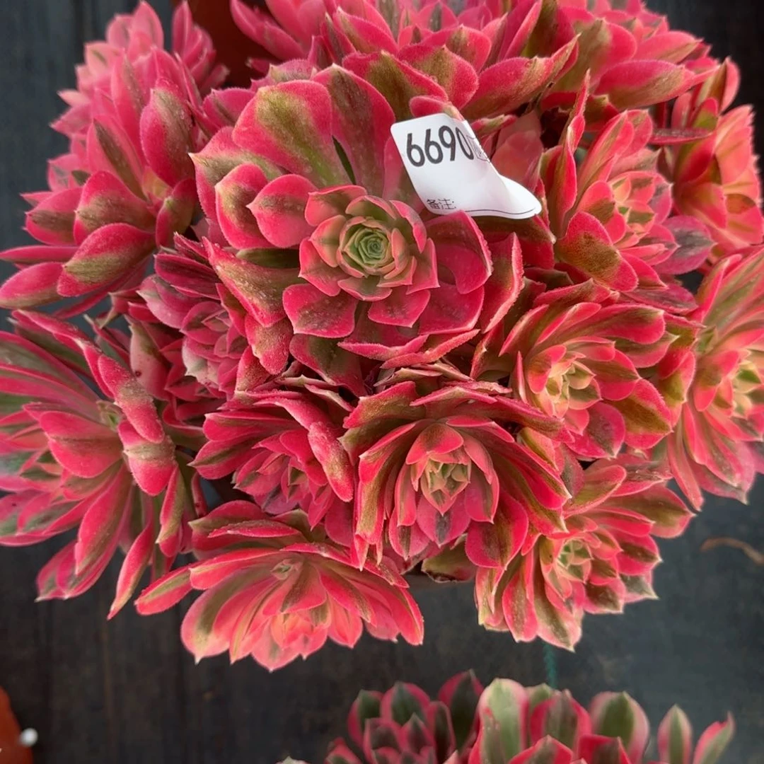 红****》6690女巫多肉多肉