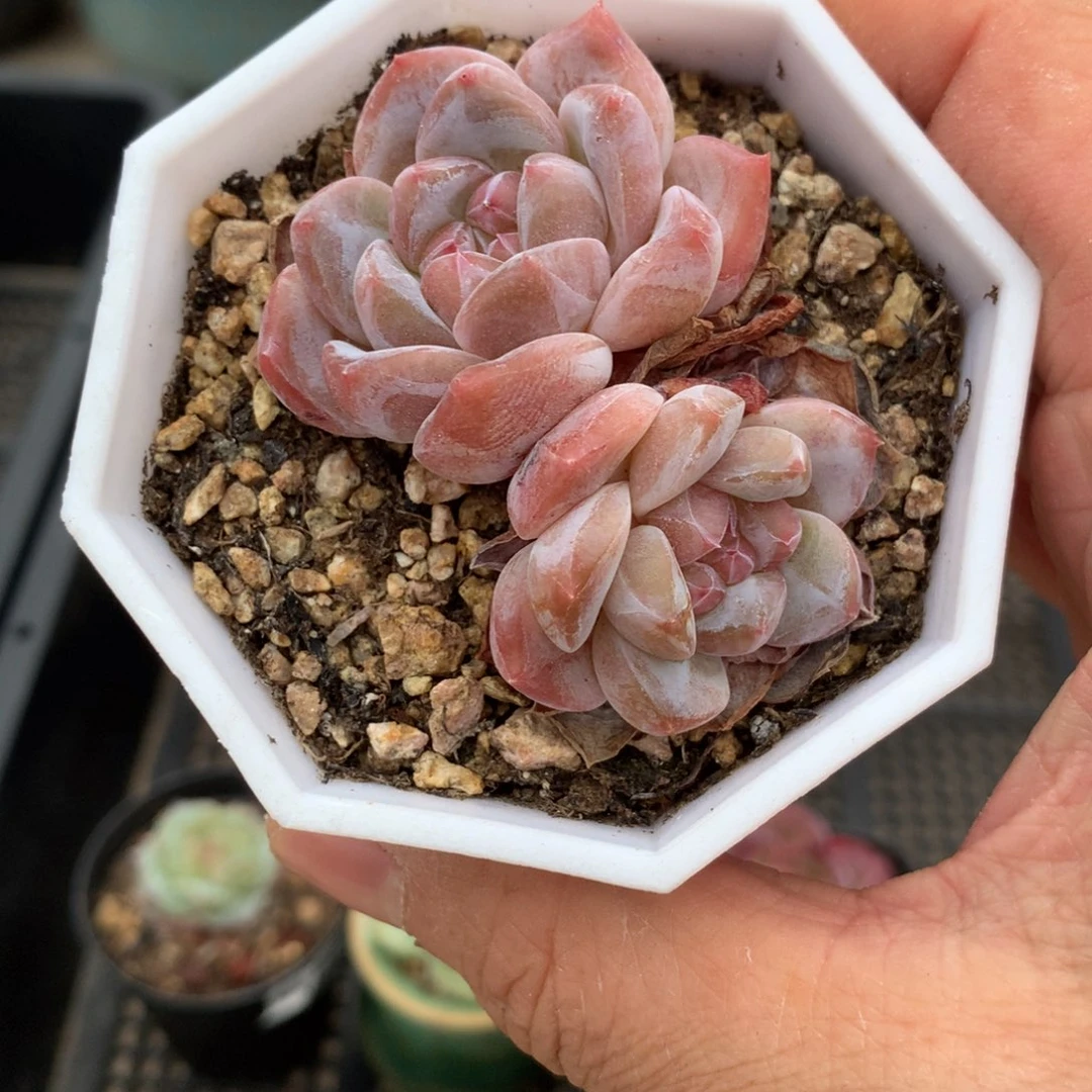 472琥珀多肉一颗6厘米