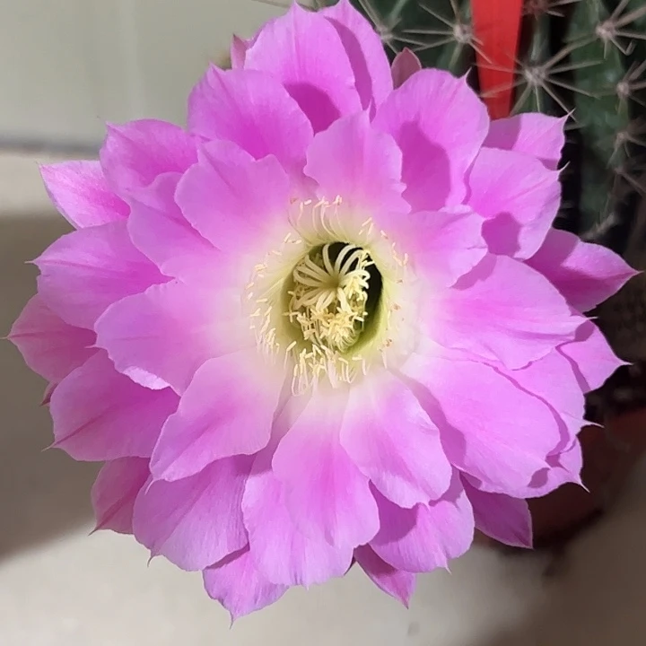 1713号 实生彩草 脱土