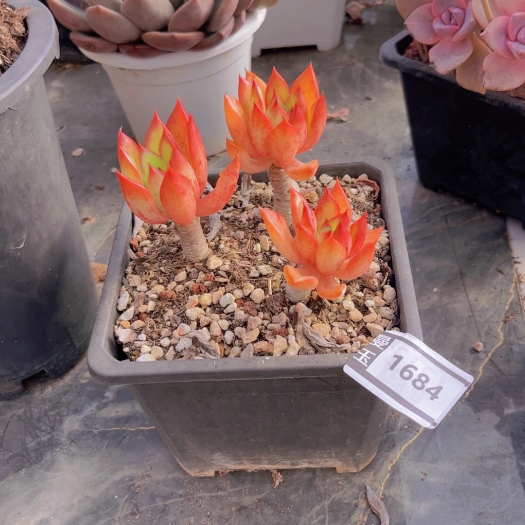 罗杰安娜多肉植物1684