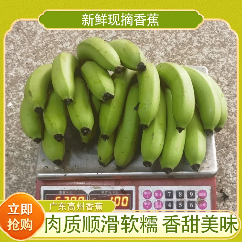 广东高州香蕉当季原生态绿色新鲜自然无催熟孕妇小孩子水果包邮