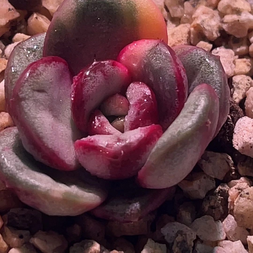 尚品园艺福利葡萄锦无根