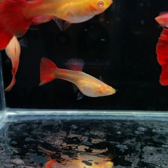 孔雀鱼微瑕新加蓝红尾三对