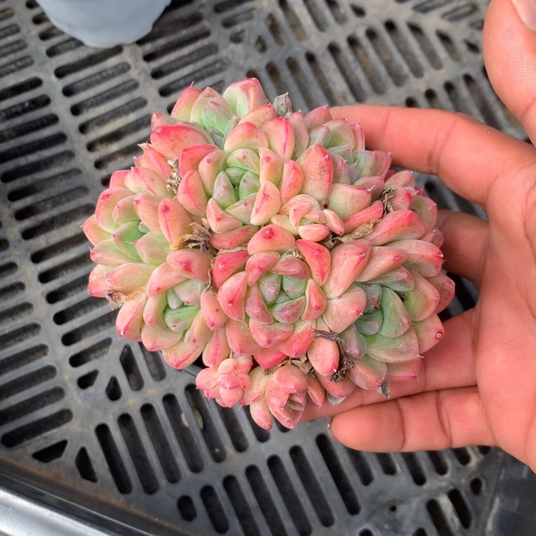 清水桥和水塘组成全之峰