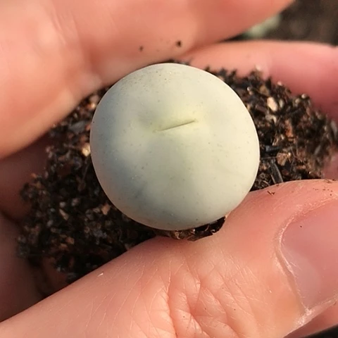 多肉肉锥 Sh433Ｖ嘴