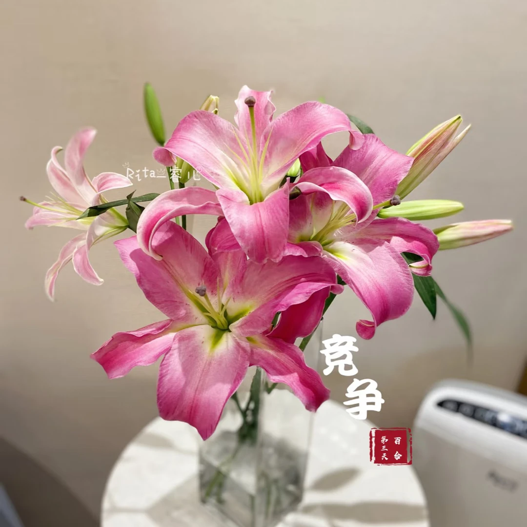 竞争双头大型粉色香水百合东北基地现采现发水养插花香味浓郁