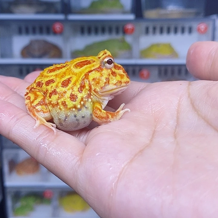 特价秒杀活动蛙蛙
