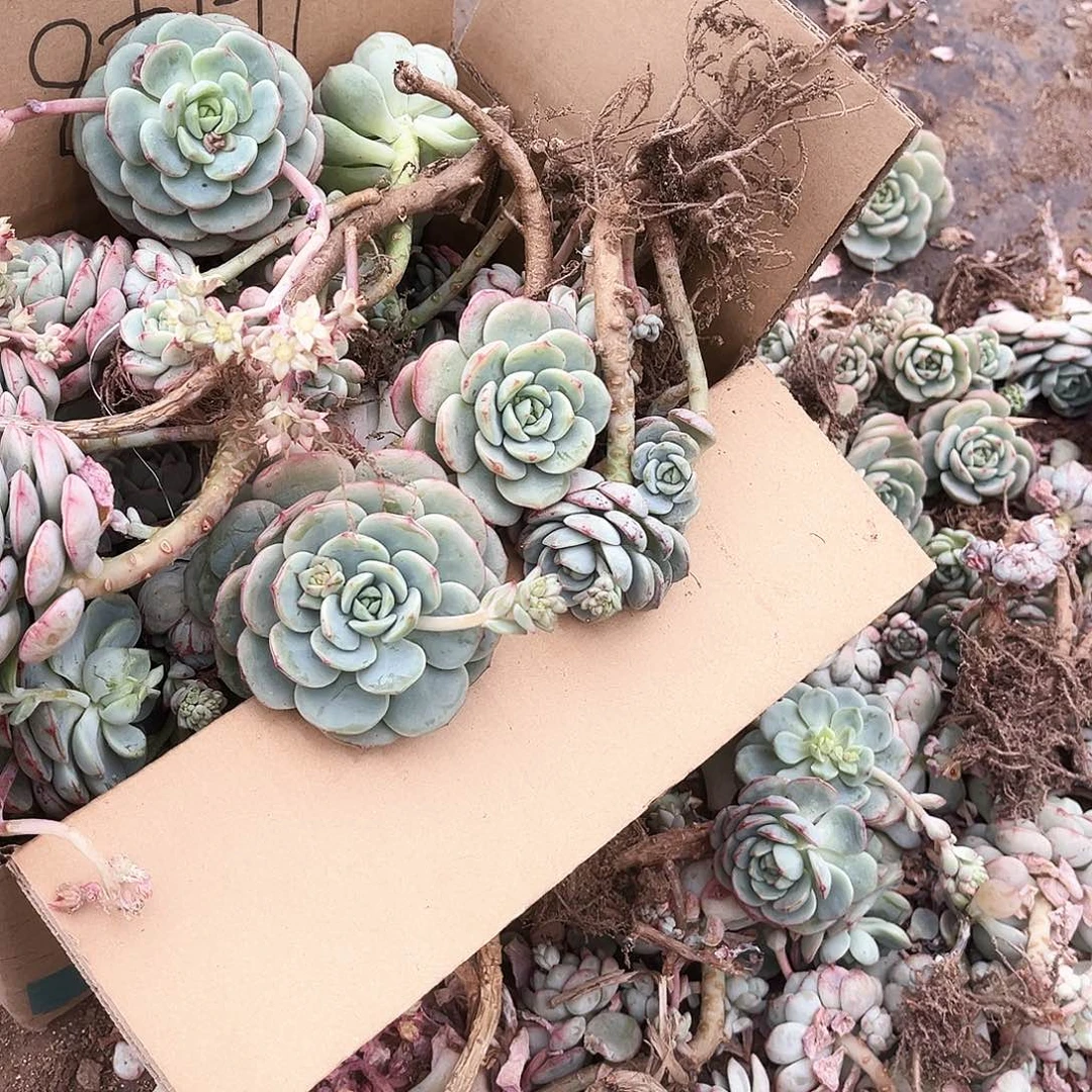 香草5号12.88多肉植物断枝