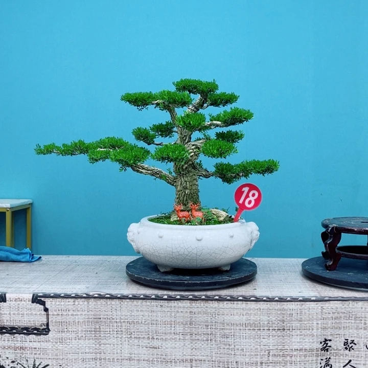 无花朵雀舌黄杨精品老桩