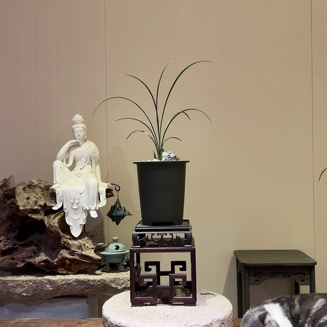 大部分花苞少量开放黄金奇艳