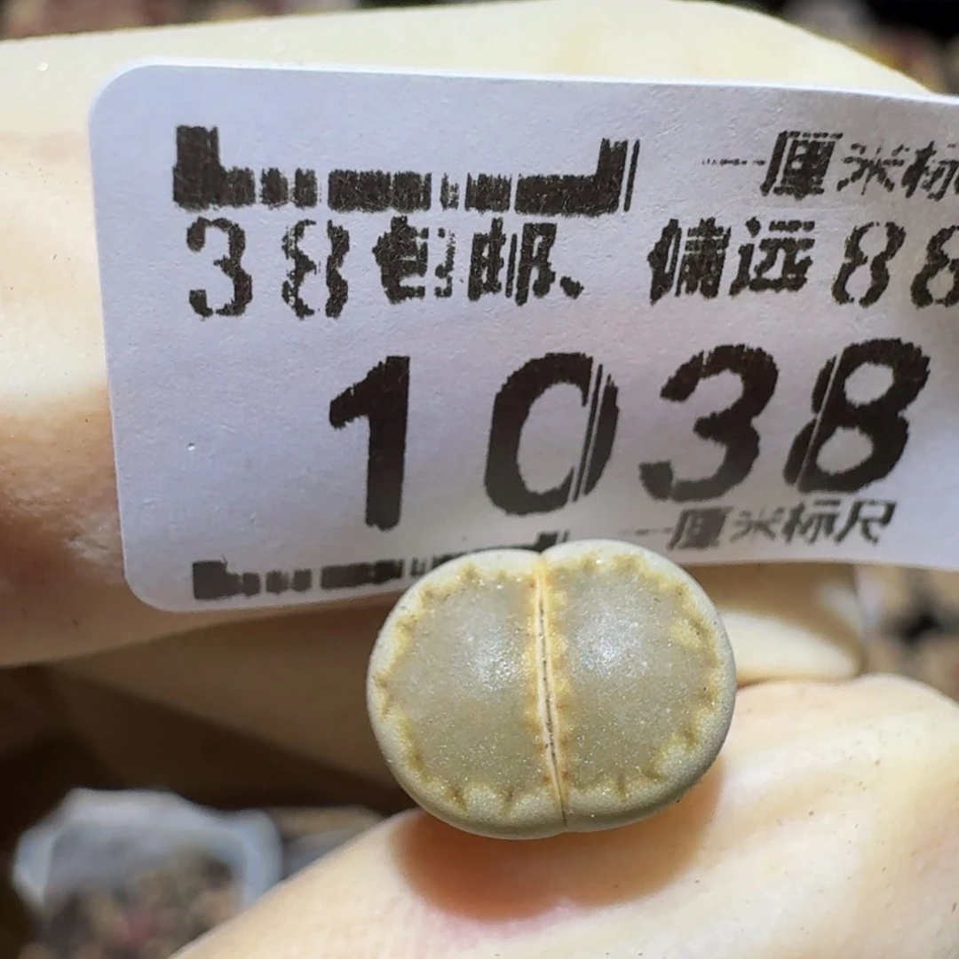 Ssss生石花肉锥1038