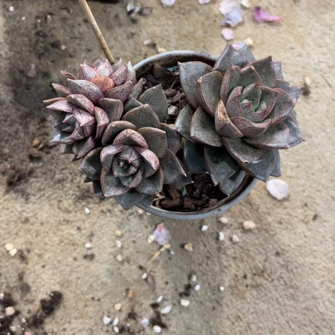 大和锦高腿老桩冠幅13 公分一物一拍