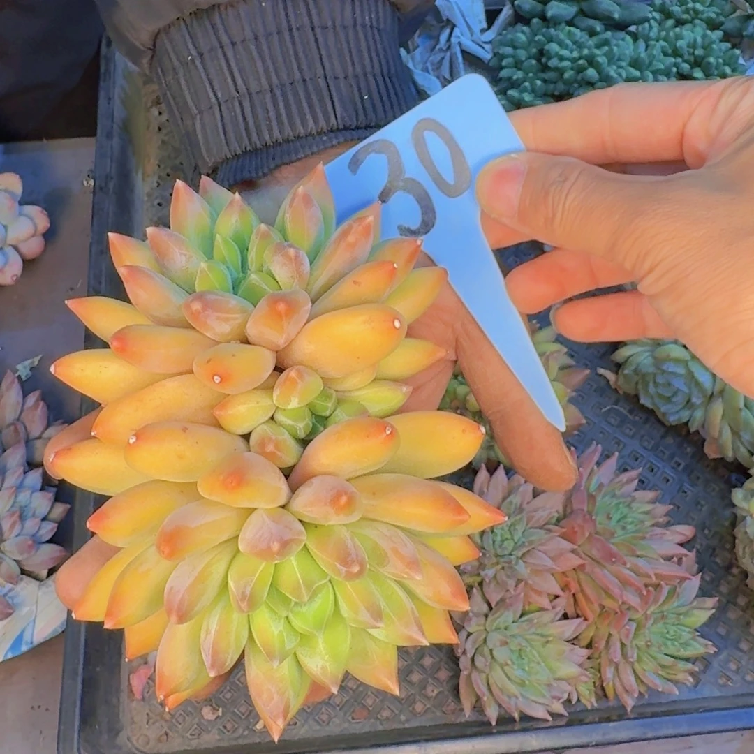 杨****多肉植物和植物等植物