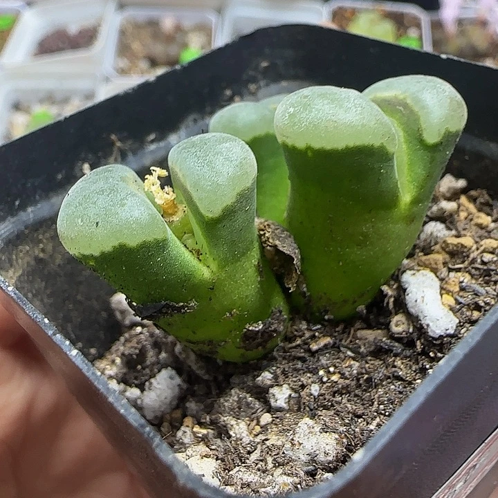 漂亮3头风铃多肉带盆