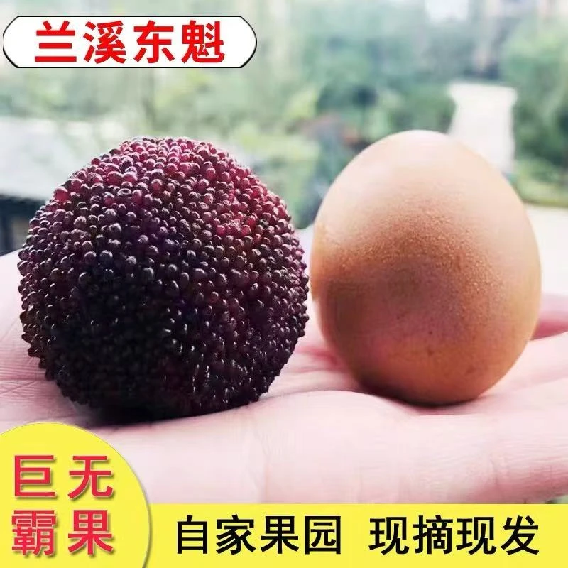 【巨无霸】杨梅皇兰溪东魁杨梅现摘稀缺大果当季新鲜水果礼盒装