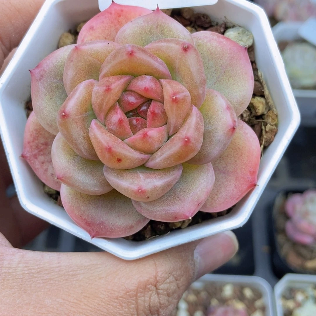 春泥家框拍链接H84