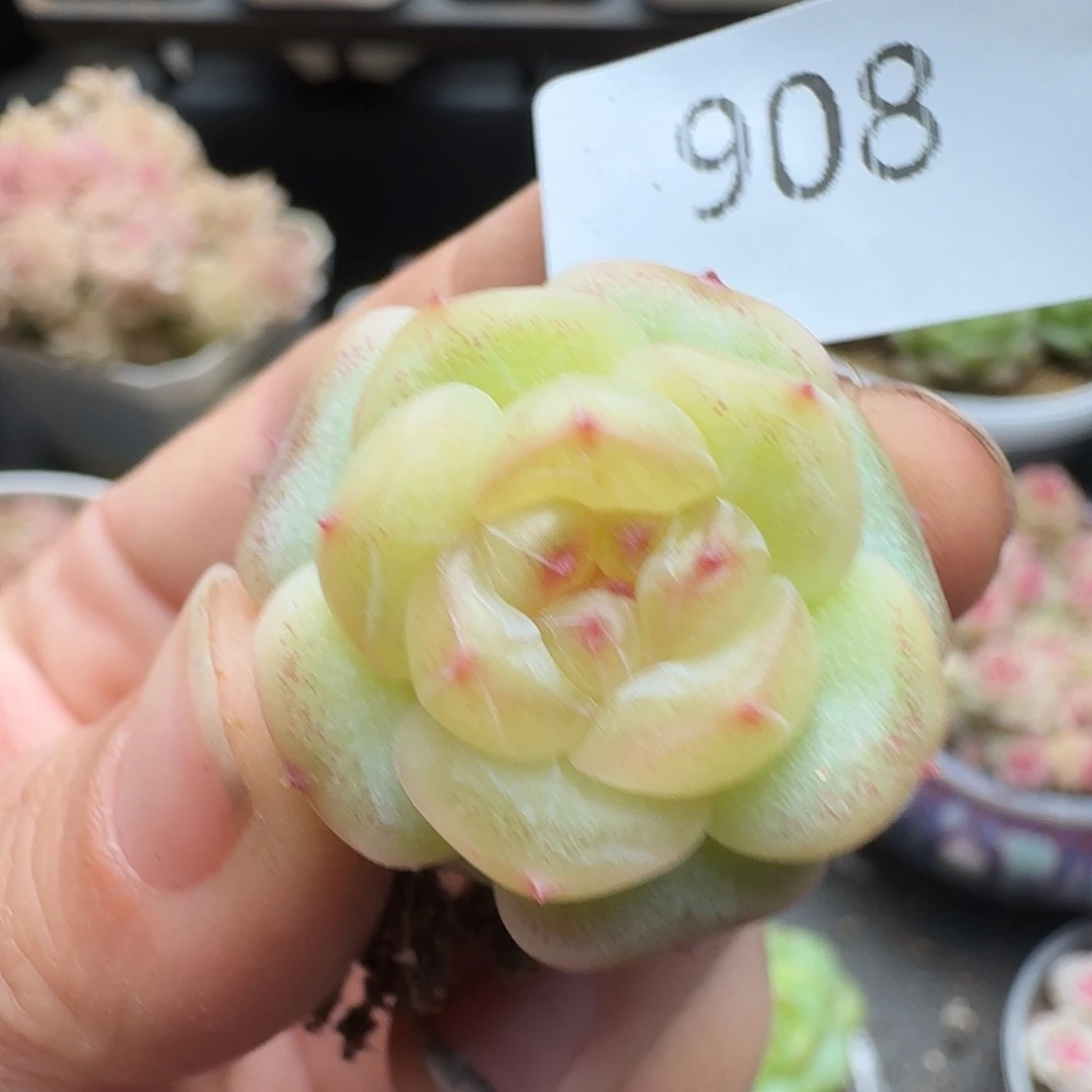 一物一拍一物一拍1213-908