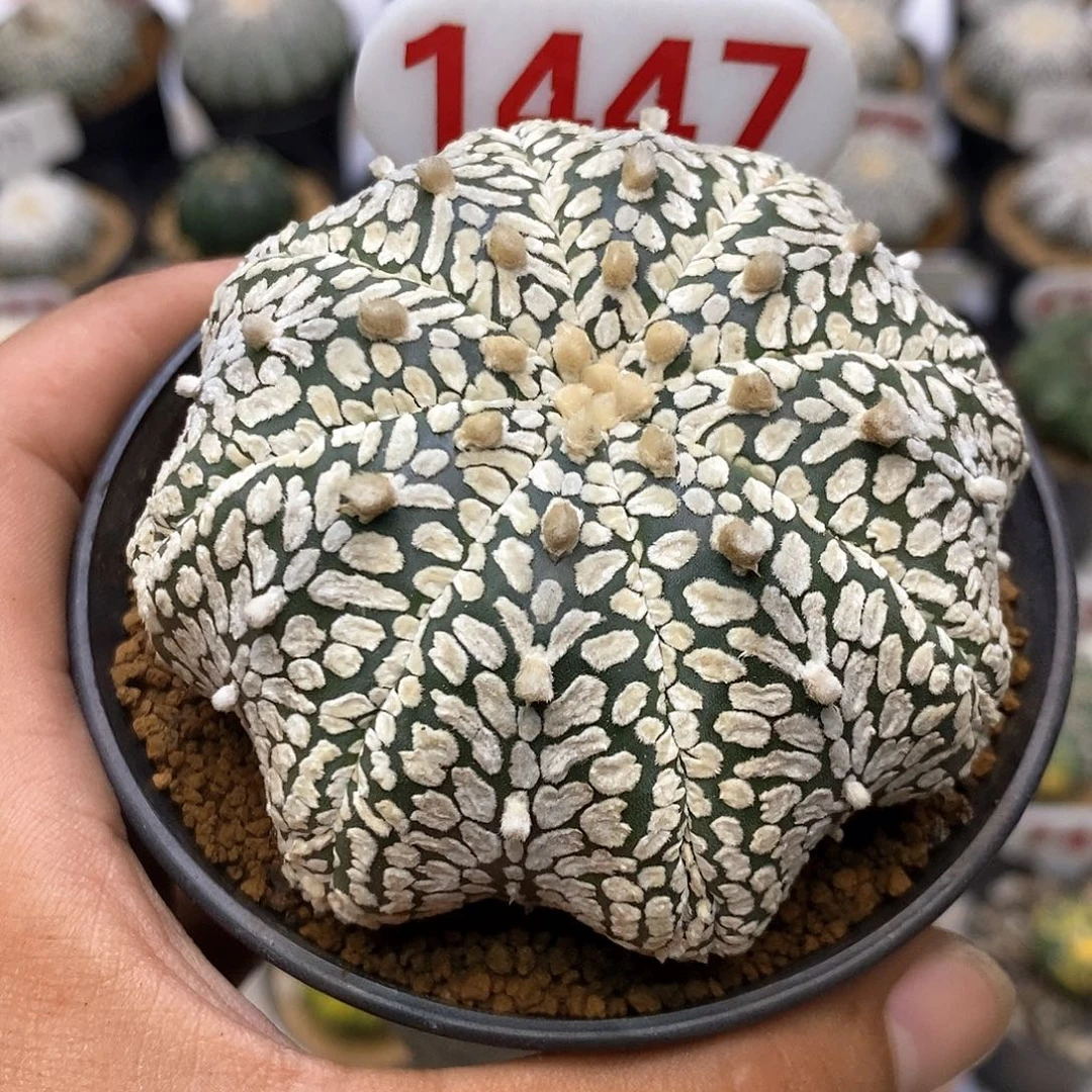 1147海星复愣v福利特价咯