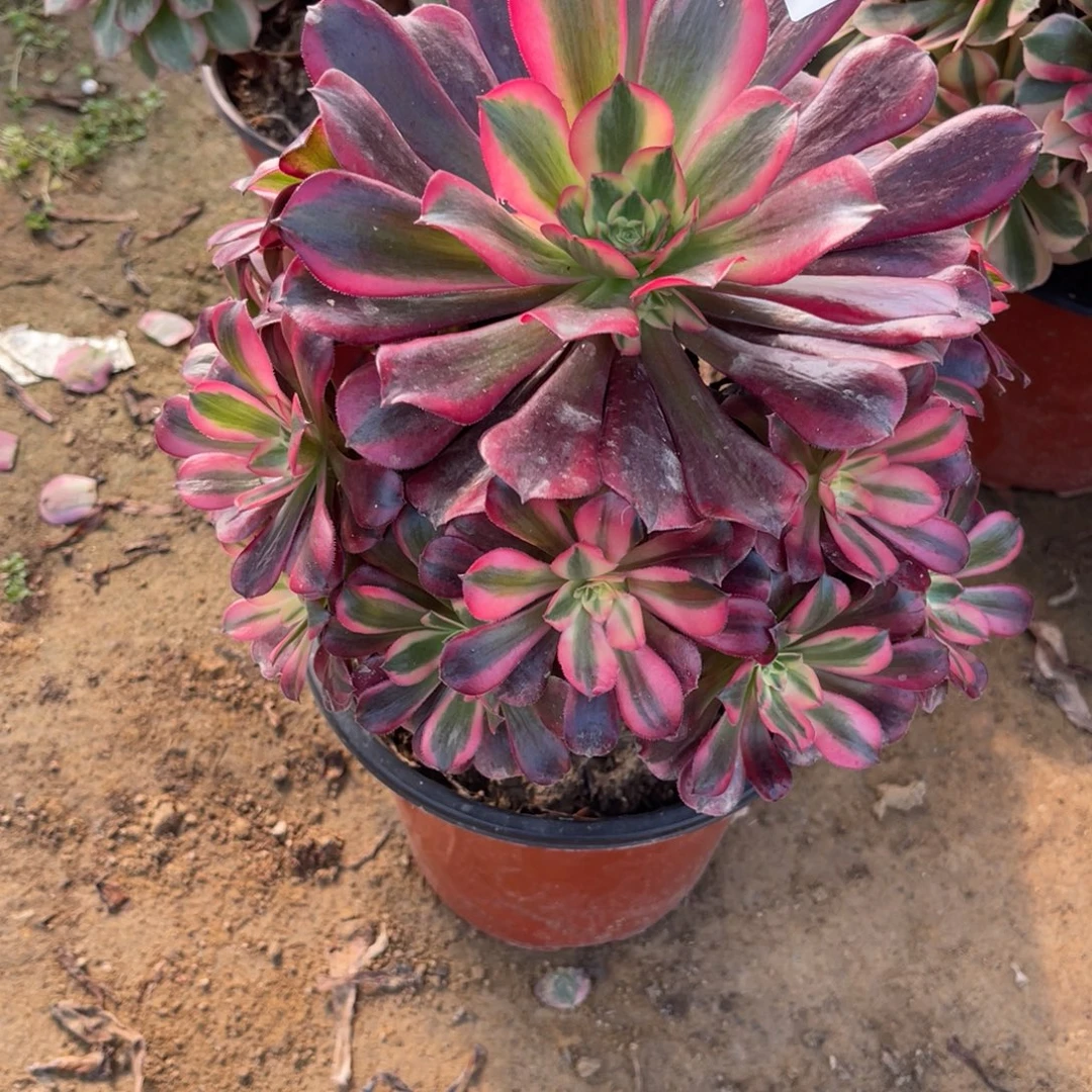 12-11-2美杜莎法师锦