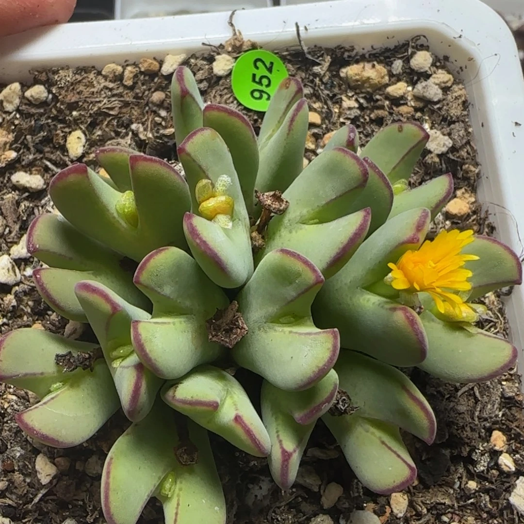 绒毛红边多肉植物952