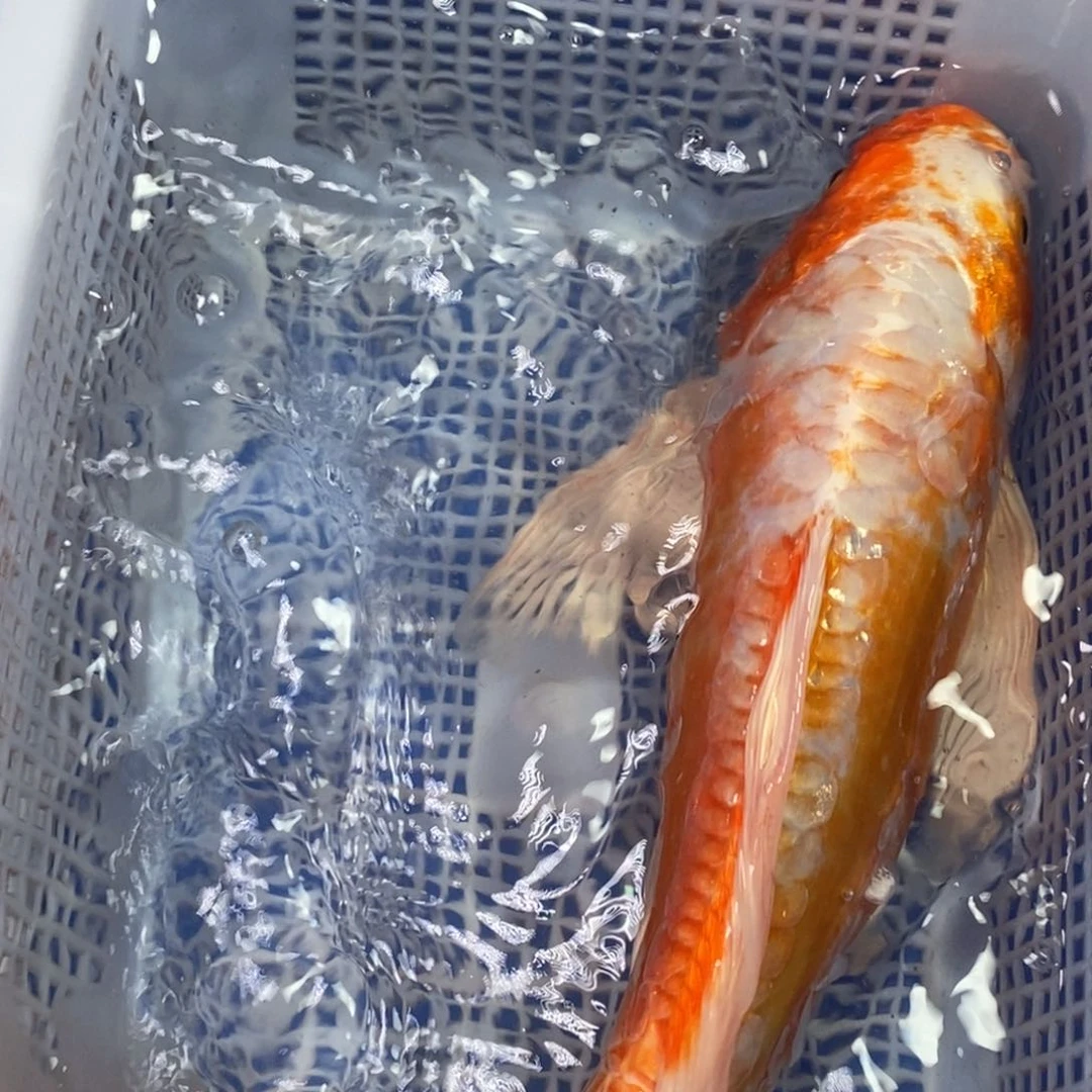 锦鲤冷水锦鲤包邮