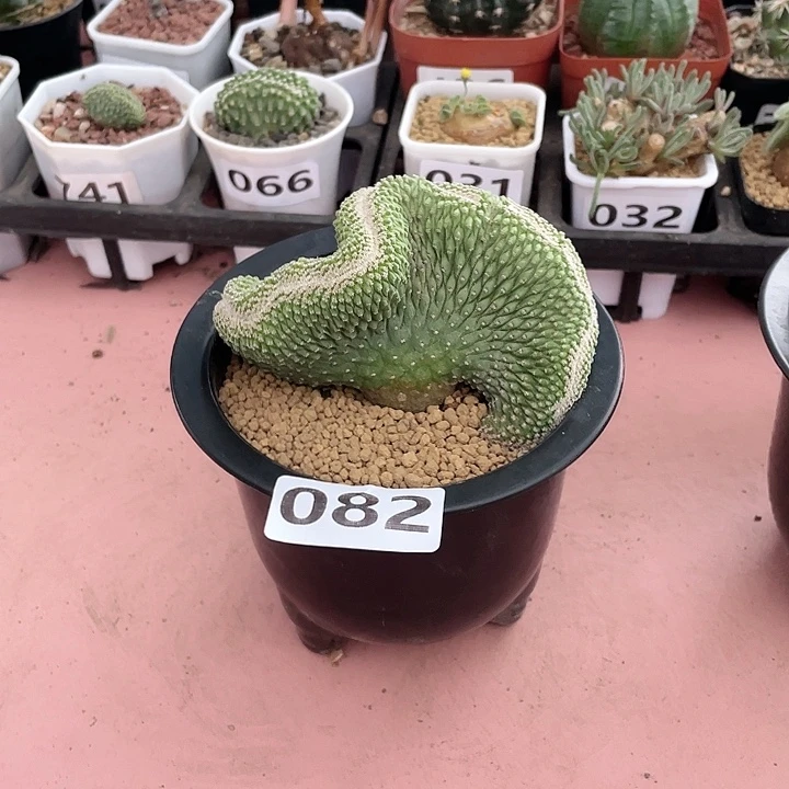 082实生超大菊水缀化