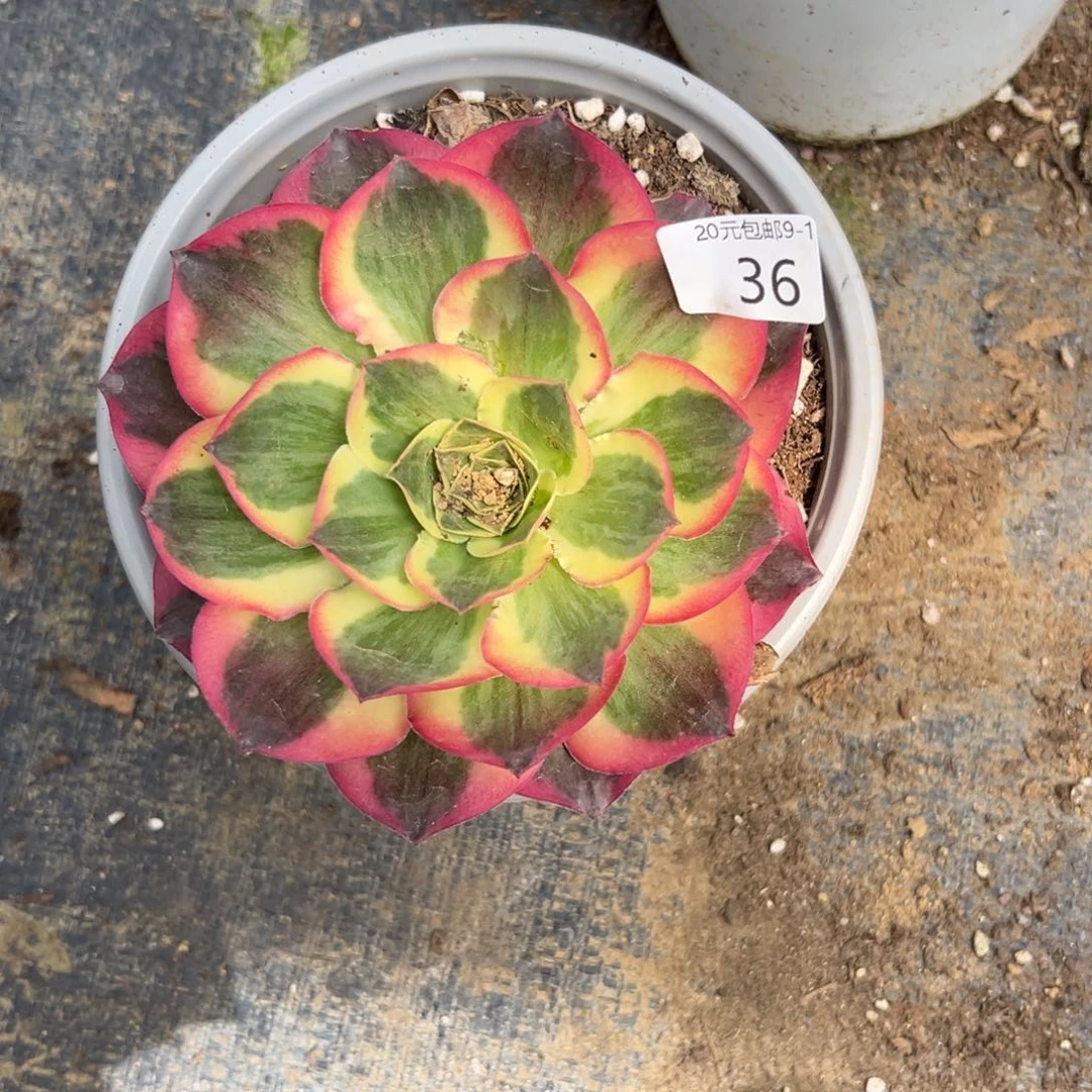 36如意多肉植物系