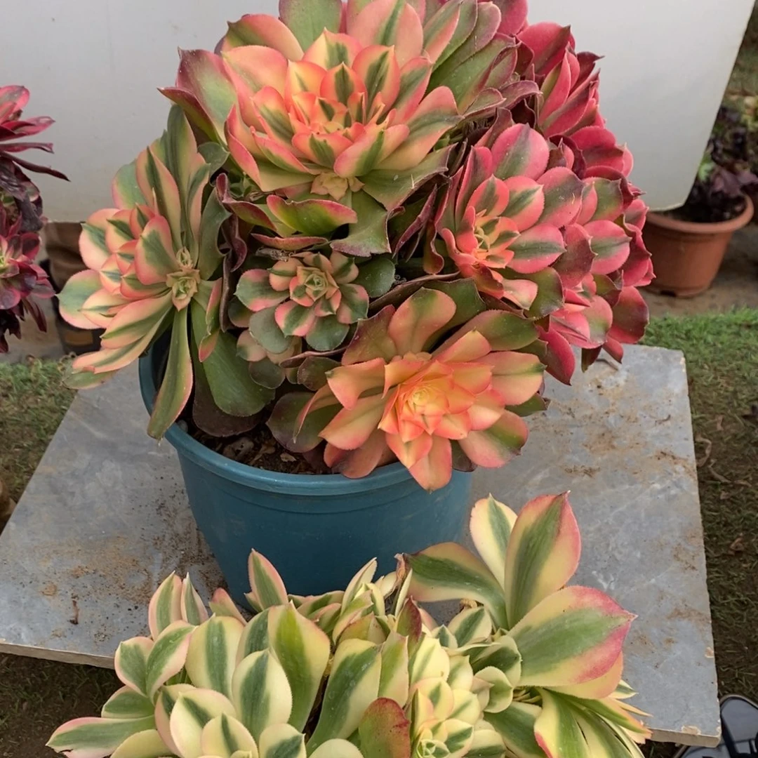 香妃多肉➕粉女巫1颗多肉