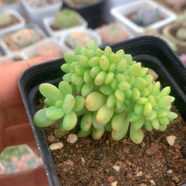 香格里拉缀化一物一拍