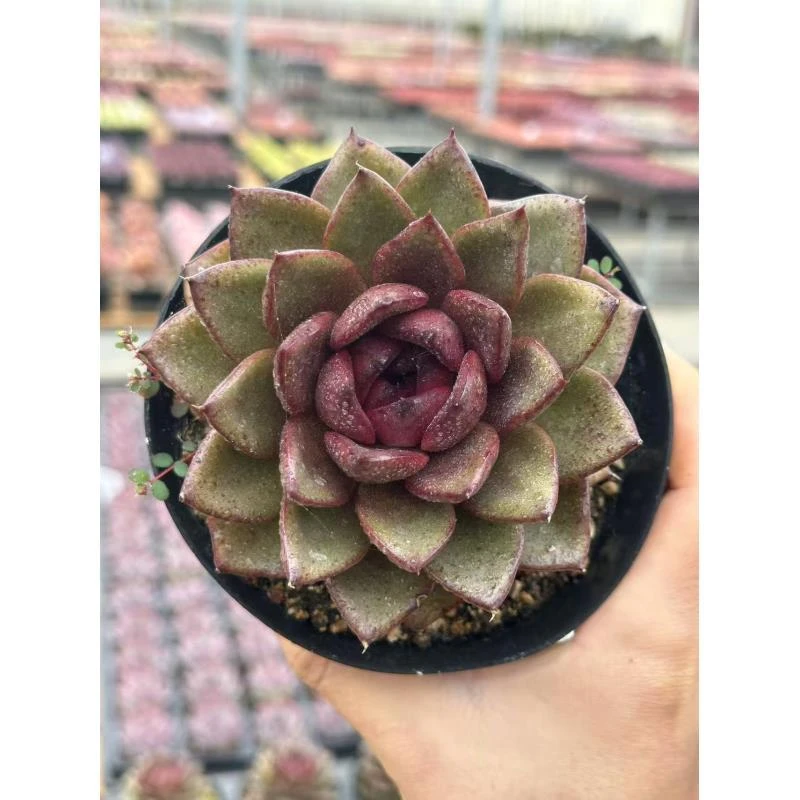 10#玄鹰多肉植物  前男友精品多肉  SM0612