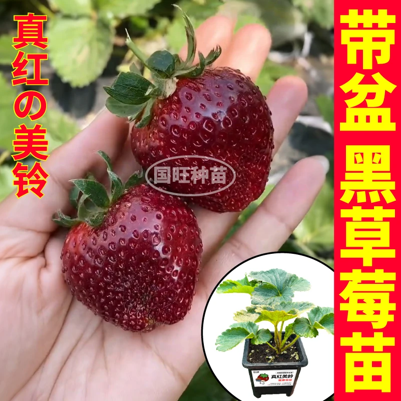 原土原盆真红美玲草莓秧苗奶油黑珍珠红颜天使ae红黑白果当年结果