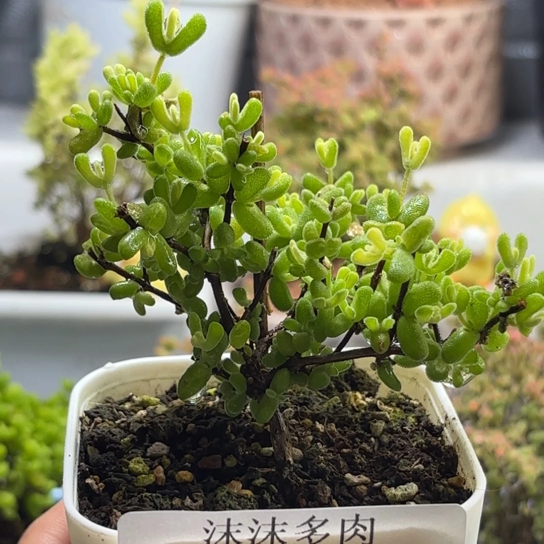 513月曲枝干番杏福利