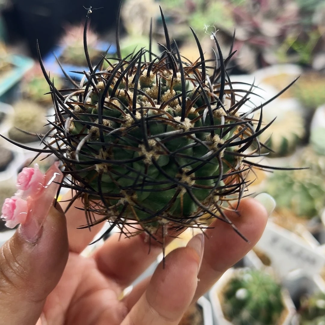 有根仙人球6666666