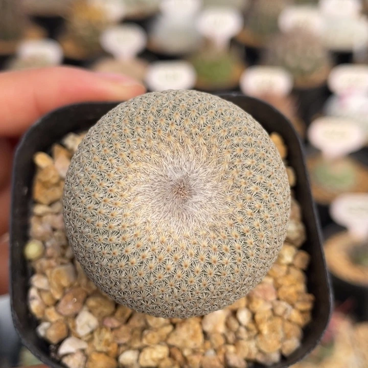 小人帽子         实生根